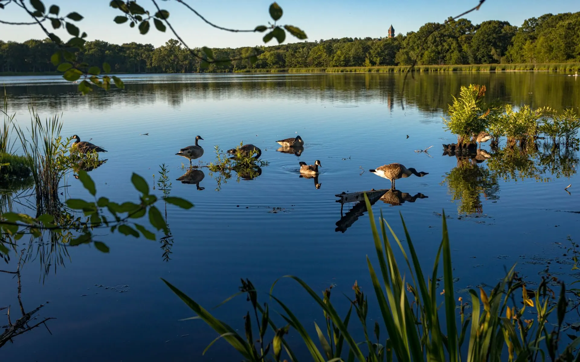 Geese on a quiet pond in Needham, MA